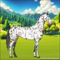 Horse Color:Bay Appaloosa  and Bay Frame Appaloosa 