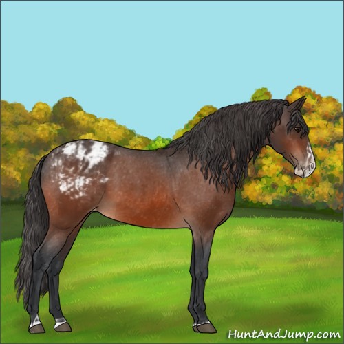 Horse Color:Bay Appaloosa and Bay Splash Appaloosa