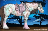 Horse Color:Amber Champagne Appaloosa  and Amber Champagne Appaloosa 