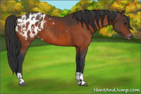 Horse Color:Bay Appaloosa  and Bay Appaloosa 