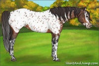 Horse Color:Bay Appaloosa  and Bay Splash Appaloosa 