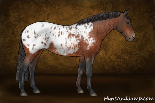 Horse Color:Bay Appaloosa and Bay Appaloosa