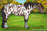 Horse Color:Bay Appaloosa  and Bay Appaloosa 