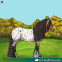 Horse Color:Bay Appaloosa  and Bay Roan Appaloosa 