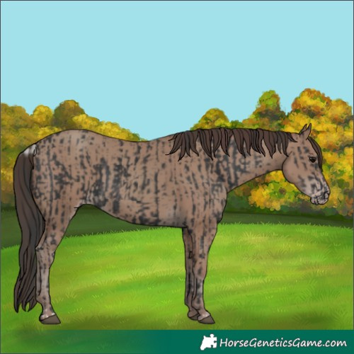 Horse Color:Black  and Classic Champagne 