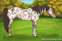 Horse Color:Bay Appaloosa  and Amber Champagne Appaloosa 