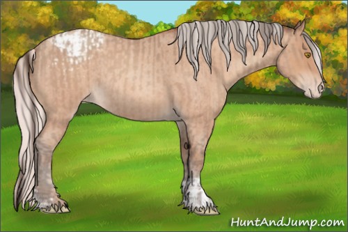Horse Color:Amber Champagne Roan Appaloosa and Silver Amber Champagne Roan Appaloosa