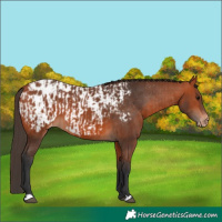 Horse Color:Bay Appaloosa  and Bay Appaloosa 