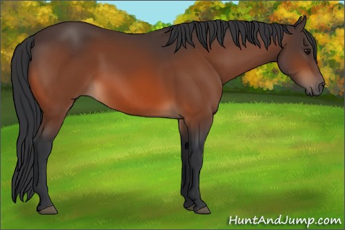 Horse Color:Bay 