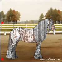 Horse Color:Bay Appaloosa  and Bay Appaloosa 