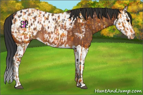 Horse Color:Bay Blanket and Bay Splash Blanket