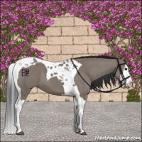 Horse Color:Grullo Splash Tobiano 