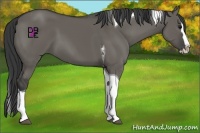 Horse Color:Grullo Splash Tobiano
