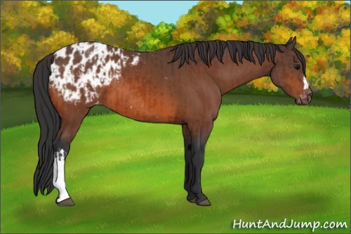 Horse Color:Bay Appaloosa and Bay Appaloosa