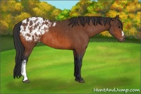 Horse Color:Bay Appaloosa  and Bay Appaloosa 