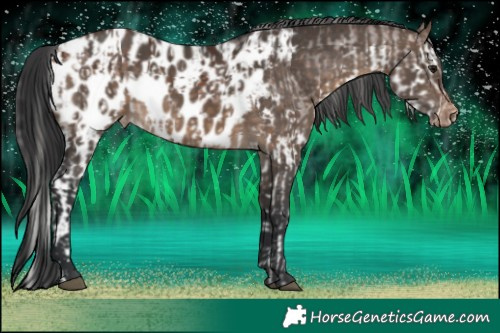 Horse Color:Silver Brown Splash Appaloosa and Brown Dun Appaloosa