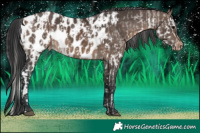 Horse Color:Silver Brown Splash Near Leopard  and Brown Dun Near Leopard 