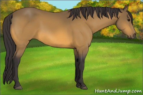 Horse Color:Buckskin 