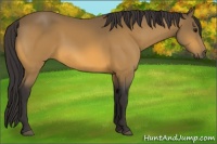 Horse Color:Buckskin 