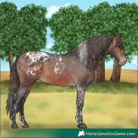 Horse Color:Brown Tobiano Appaloosa  and Brown Appaloosa 