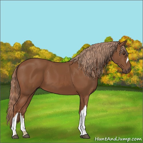Horse Color:Chestnut 