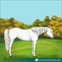 Horse Color:Gray Palomino Roan Dun Tobiano Appaloosa Rabicano 