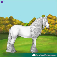 Horse Color:Gray Silver Amber Cream Champagne Roan Dun Splash Tobiano Frame Appaloosa Rabicano 