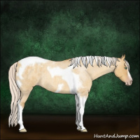 Horse Color:Gray Silver Amber Cream Champagne Roan Dun Splash Tobiano Frame Appaloosa Rabicano 