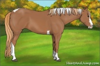 Horse Color:Chestnut Splash Tobiano 