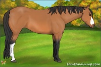 Horse Color:Bay 
