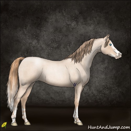Horse Color:Gold Champagne Roan Pearl Rabicano  and Gold Champagne Roan Pearl Splash Rabicano 