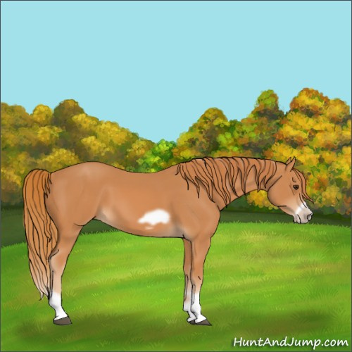 Horse Color:Chestnut Splash Frame