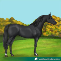 Horse Color:Black 