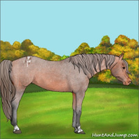 Horse Color:Bay Appaloosa  and Bay Appaloosa 