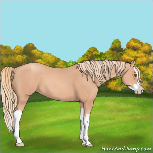 Horse Color:Gold Champagne Splash 