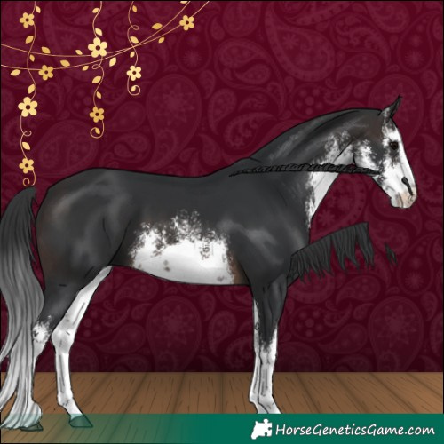 Horse Color:White Spotted Brown 