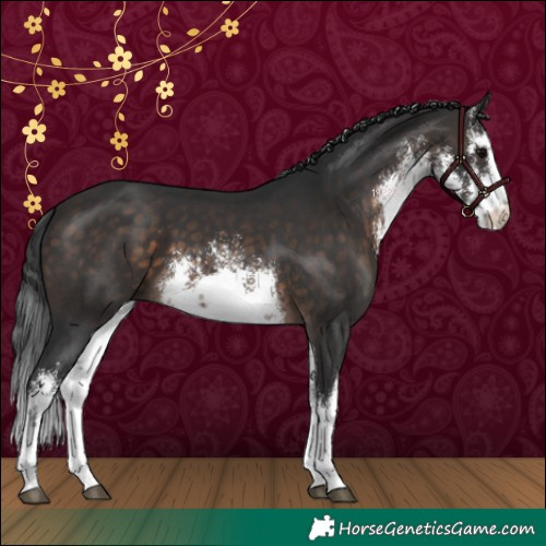 Horse Color:White Spotted Brown 