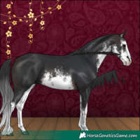 Horse Color:White Spotted Brown 
