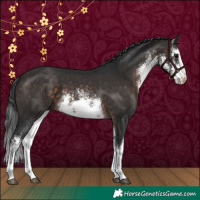 Horse Color:White Spotted Brown 