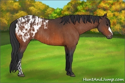 Horse Color:Bay Appaloosa  and Bay Appaloosa 