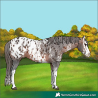 Horse Color:Bay Sabino Splash Appaloosa  and Brown Sabino Splash Appaloosa 