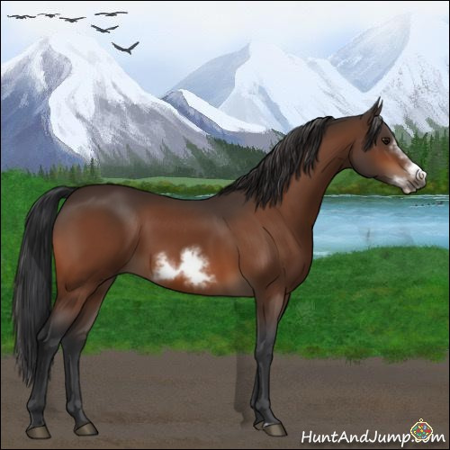 Horse Color:Bay Sabino Frame