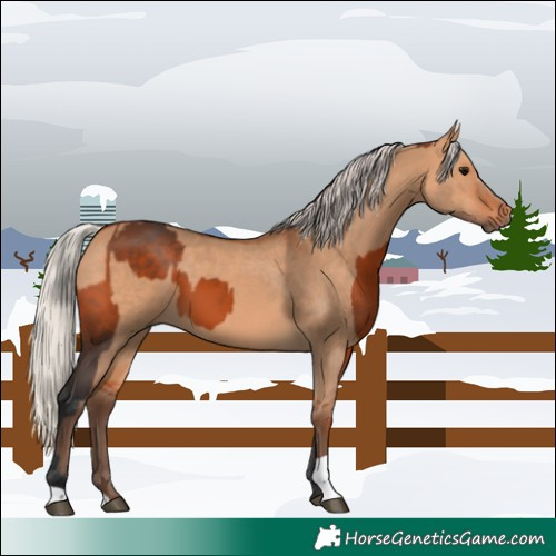 Horse Color:Bay and Silver Bay Dun