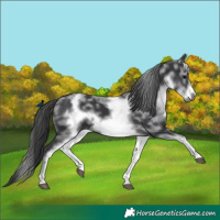 Horse Color:White Spotted Black Sabino Frame 