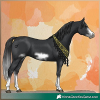 Horse Color:Black Splash Frame 
