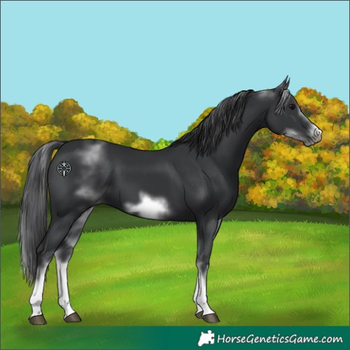Horse Color:White Spotted Black Sabino Frame 