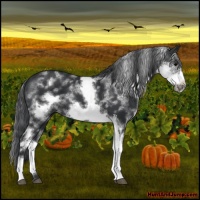 Horse Color:White Spotted Black Sabino Frame