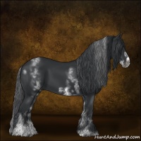 Horse Color:White Spotted Black Sabino Frame