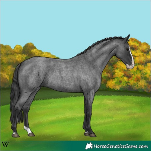 Horse Color:Blue Roan Splash 