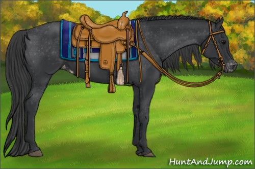 Horse Color:Black Appaloosa